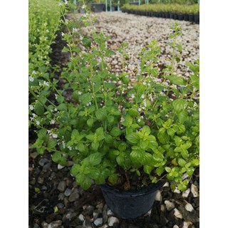 ต้นคาลามิ้นท์ Calamint ใบดอกมีกลิ่นหอมมาก