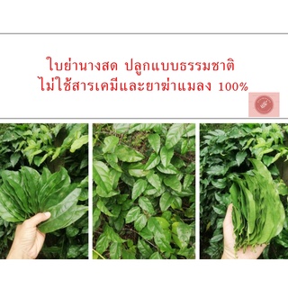 ใบย่านางสด ชุด 30 ใบ​ ราคา 15 บาท​ ส่งคละไซส์​ใบแก่อ่อนและเก็บสดใหม่ทุกวันค่ะ