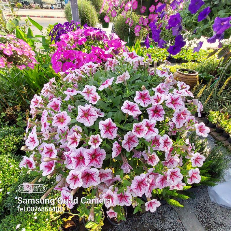 ต้นพิทูเนีย,ต้นเวฟสีสวยๆ#ไม้ดอกกินได้