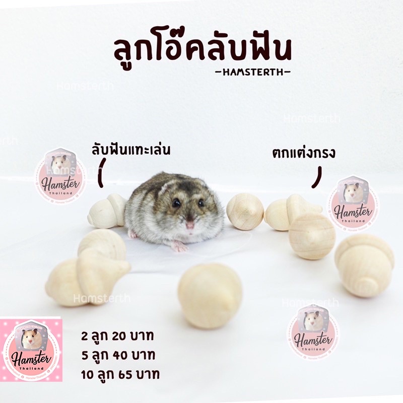 [Hamsterth] ที่ลับฟัน ลับฟัน ลูกโอ๊ค วอนัท ของเล่นไม้ ตกแต่งกรง ลูกสน แฮมสเตอร์