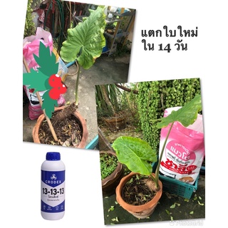 🌿ปุ๋ยเหลวทางใบ🌿สูตร13-13-13🌿ขยายขนาดใบ,เปลือกลดการหลุดล่วง