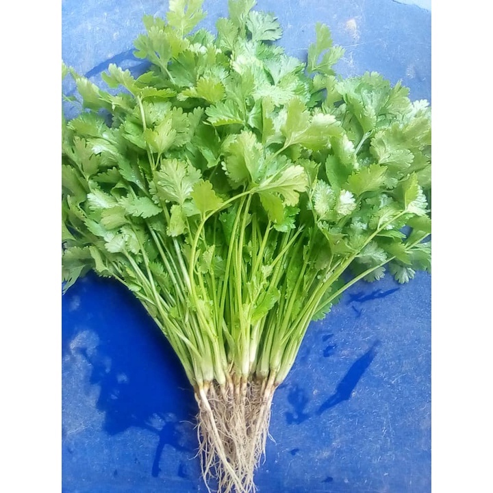 ผักชีสายสมร เมล็ดพันธุ์ผักชีไทย 350 ก. ตราศรแดง - รูปที่ 3