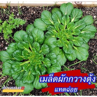 เมล็ดผักกวางตุ้ง แทตฉ่อย 2000เมล็ด Tat Soi Chinese flat cabbage สายพันธุ์ OP