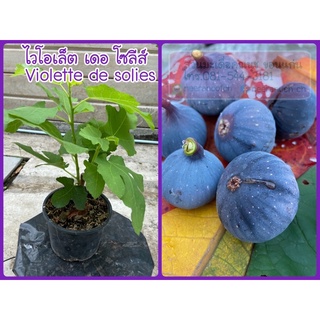 ต้นมะเดื่อฝรั่ง ไวโอเล็ต เดอ โซลีส์ ส่งทั้งกระถาง,violette de solies fig tree