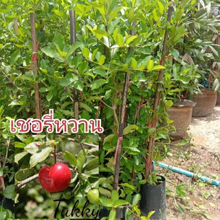 ต้นเชอรี่(เชอรี่หวาน) กิ่งตอน ขนาดต้นสูงประมาณ 80-90cm.(2ต้น/แพ็ค)