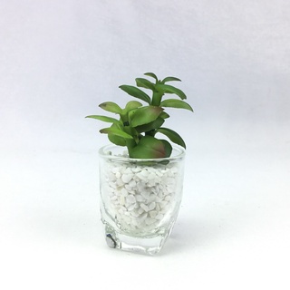 OrientalFineArt ต้นไม้ปลอมจิ๋วพร้อมแก้ว succulent plant สำหรับวางประดับตกแต่ง(G-6152-N)