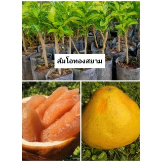 🍊#ต้นส้มโอทองสยาม#ส้มโอจักรพรรดิ์ ผลใหญ่เนื้อหวาน ยอดต้นสวย