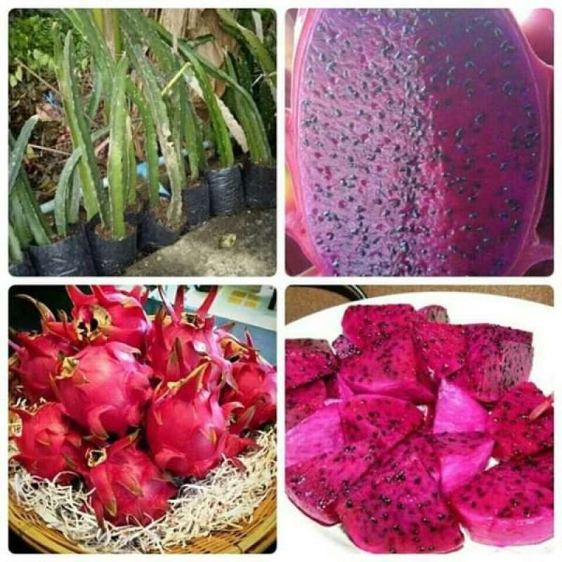 1ต้น แก้วมังกร พันธุ์ ไต้หวัน Super Red Taiwan Thornless ต้นสูง 20-30 ซม