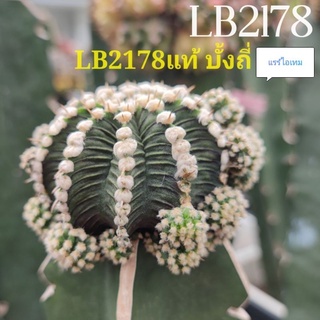 แคคตัสLB2178แท้ ⭐บั้งถี่ ไม้สวยหายากแนะนำครับ⭐หน่อเด็ดสดขนาด1.8-2.2cm. ลักษณะเด่นบั้งถี่ตามภาพ