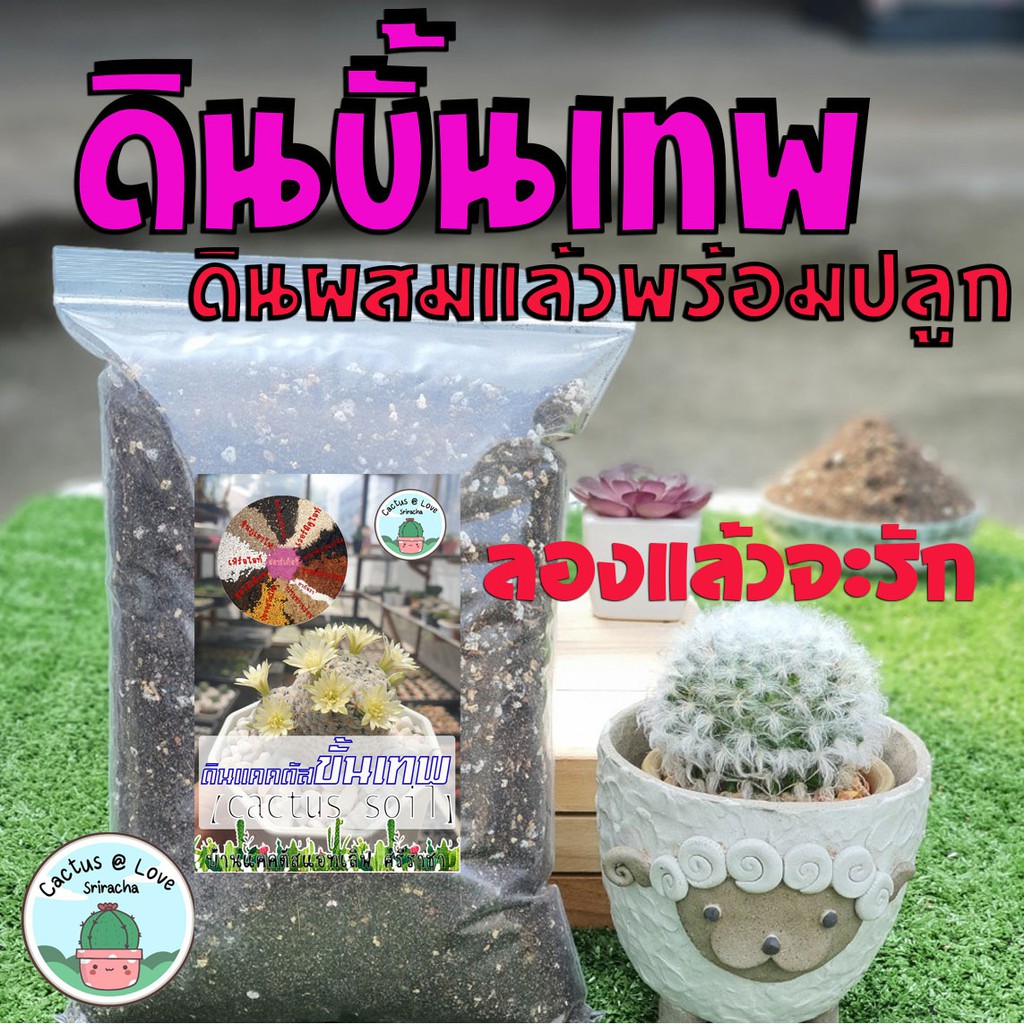 ดินปลูกแคคตัสขั้นเทพ สูตรครบสมบูรณ์ ต้นอวบโต แข็งแรง รากเดินดี สารอาหารครบ (ลองแล้วคุณจะรักดินของสวนเรา^^).