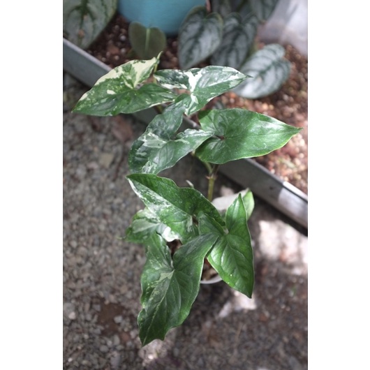 เงินไหลมาด่างขาว syngonium podophyllum white variegated