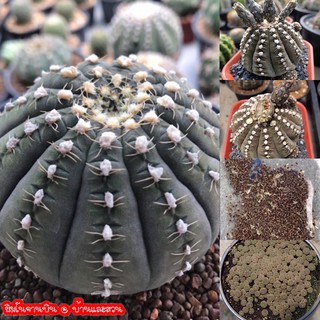 🌵เมล็ดพันธ์ุแคคตัส🌵 ยิมโนจานบิน Gymnocalycium ragonesei 30 เมล็ด กระบองเพชร