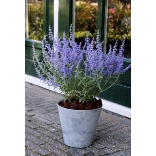 รัสเซียนเสจ (Russian sage) เป็นไม้ดอกยืนต้น (Perennial Plant) ทรงพุ่มสามารถสูงได้ถึง 50-120 เซนติเมตร