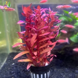 แอมโมเนีย(พอส) Ammannia senegalensis🌱🐠