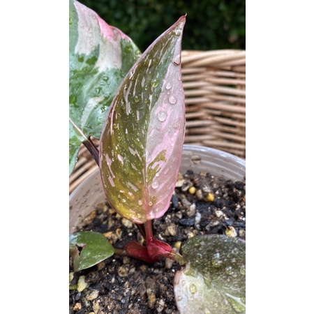 philodendron pink Princess marble