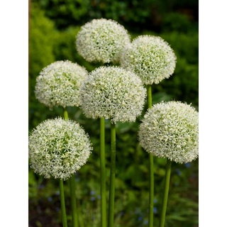 Allium White Mon Blanc  เมล็ดพันธุ์ แอลเลี่ยม ไวท์ มองบลังค์   เมล็ดพันธุ์แท้ นำเข้าจากต่างประเทศ