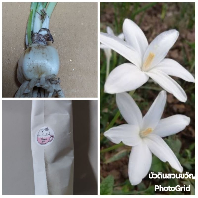 บัวดินขาวหอม/Z.Truabii มีกลิ่นหอมอ่อนๆ ชุดละ 30 หัว 90 บาท