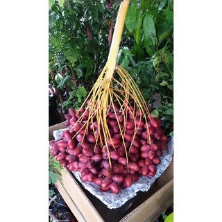 10 เมล็ด เมล็ดพันธุ์ อินทผาลัม (Date palm) จากต้นเพาะเนื้อเยื้อ สายพันธุ์ โคไนซี่