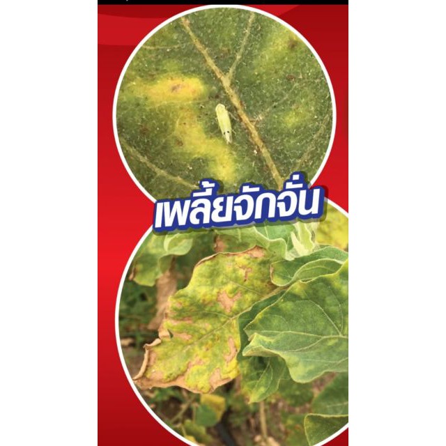 ไบรด้า ยาฆ่าเพลี้ยทุกชนิด แมลงหวี่ขาว หนอนชอนใบ สูตรน็อคเย็น ปลอดภัย ไม่รัด ไม่กัดนวล 100 กรัม (ตัวเดียวกับโปรวาโด้) - รูปที่ 3