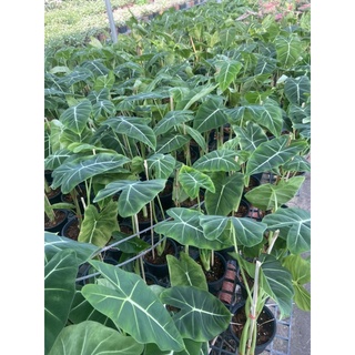 Alocasia frydek อโลคาเซีย ฟายเด็ก ต้นใหญ่ จัดส่งแบบตะกร้าค่ะ #frydex #Alocasia