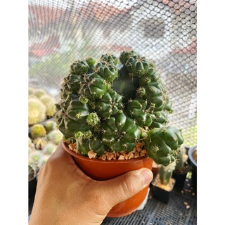 ยิมโนแม่ลูกดก Gymnocalycium anisitsii damsii cactus กระบองเพชร แคคตัส