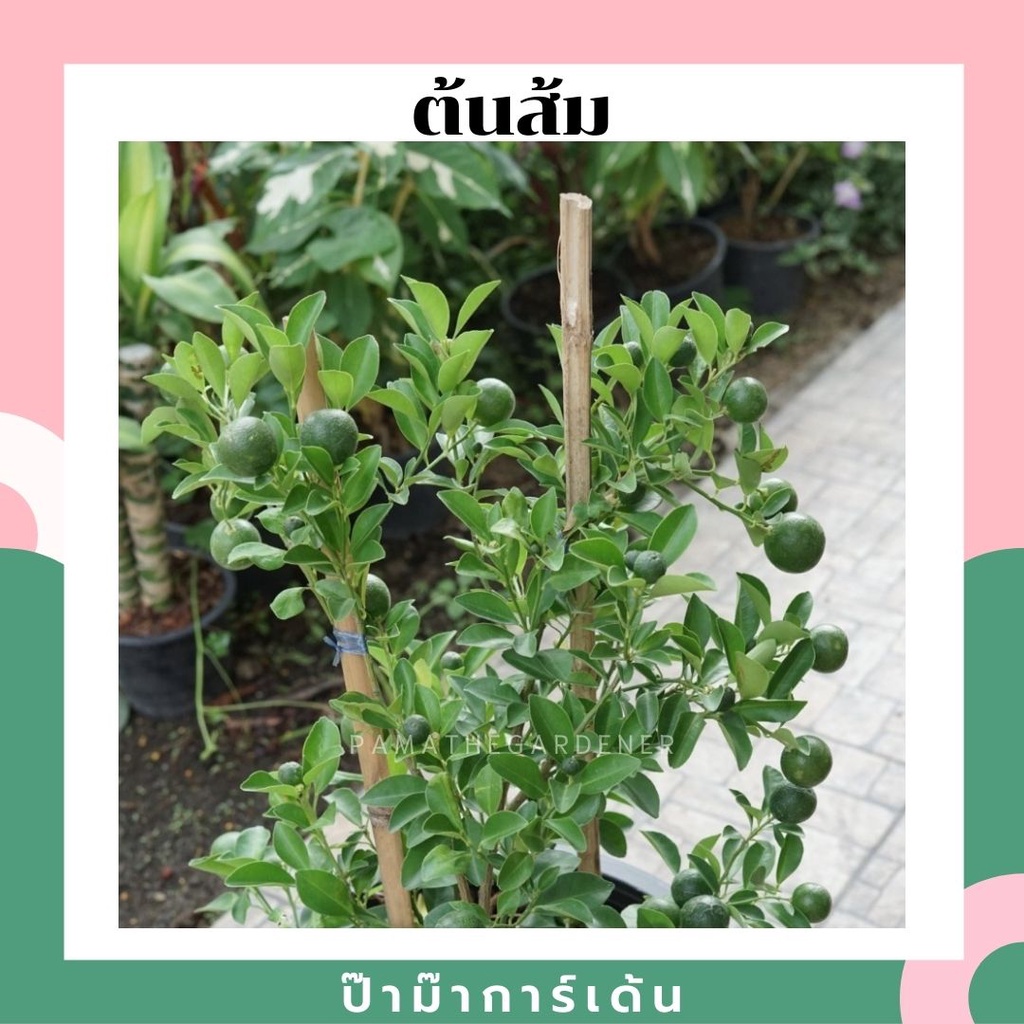 ต้นส้ม 30 - 50 ชม กระถาง 11 นิ้ว เหมาะสำหรับเทศกาลตรุษจีน