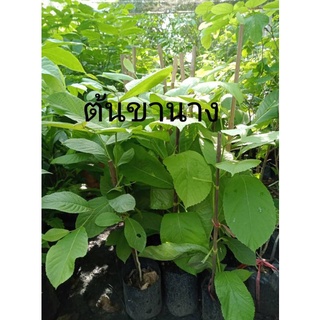ต้นขานาง สูง40-60ซม.ฟรีค่าจัดส่ง