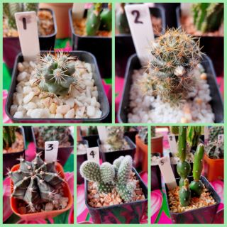 กระบองเพชร แคคตัส (Cactus) 🌵🌵 Mix cactus 🌵🌵  2/5/20