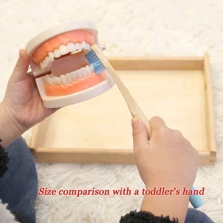 ของเล่นฟันปลอมจําลอง เพื่อการเรียนรู้ สําหรับเด็กวัยหัดเดิน