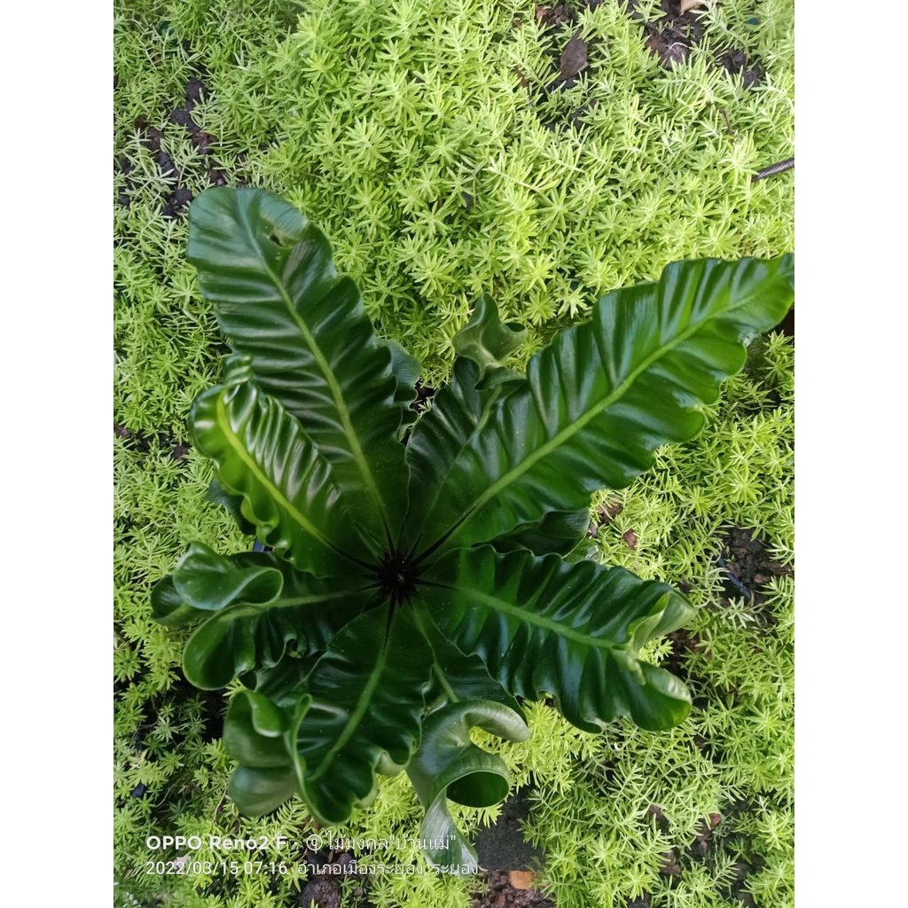 ต้นเฟิร์น คอบบร้า กระถาง 4 นิ้ว เบบี้ (Cobra Bird's nest fern) เฟิร์นข้าหลวงคอบบร้า ไม้มงคล ไม้ฟอกอากาศ