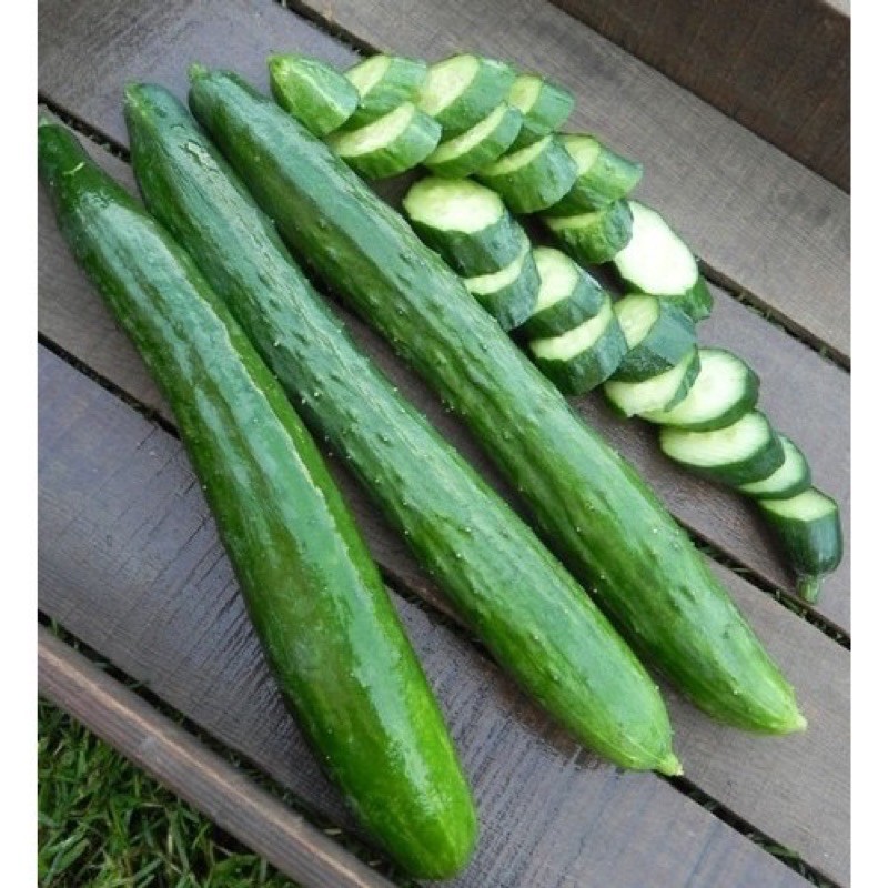 เมล็ดพันธุ์ แตงกวาญี่ปุ่น เทสตี้กรีน(Tasty Green F1 Cucumber Seed) บรรจุ 5 เมล็ด
