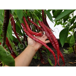 50 เมล็ด เมล็ดพริก สายพันธุ์ Long Red Cayenne Pepper (Capsicum annuum) พริกคาเยน  Strawberry seeds