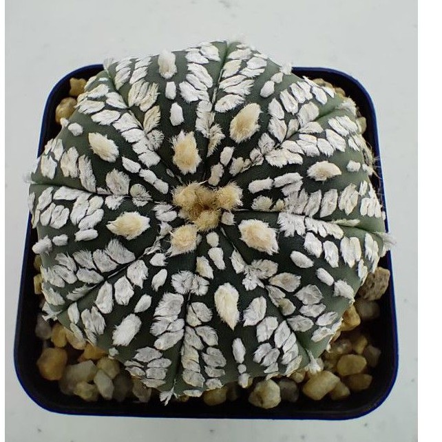 Cake Cactus Farm กระบองเพชร Astrophytum asterias 'Super Kabuto' แอสโตรซุปเปอร์คาบูโตะ