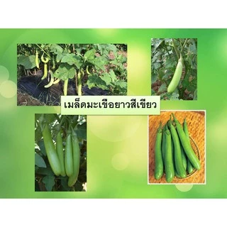 เมล็ดมะเขือยาว 70 เมล็ด [ 10เถม 2คละได้]