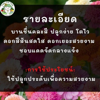 เมล็ดอวบอ้วน100%เมล็ดพันธุ์ รวมชุดดอกบานชื่น ที่ขายดีที่สุด ปลูกง่าย ทนร้อน โตไว เมล็ดพันธุ์นำเข้าแท้ 100% นำไปขยายพันธุ