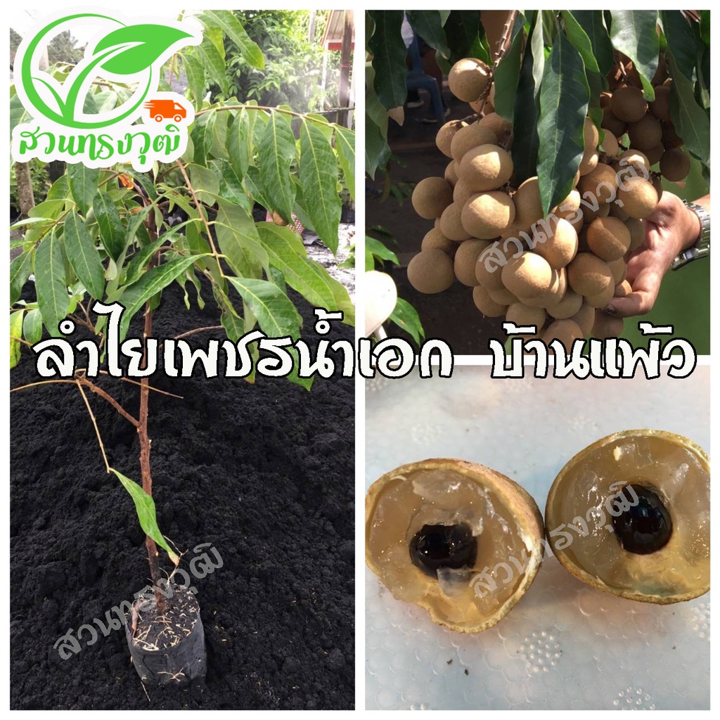 ลำไยเพชรน้ำเอก บ้านแพ้ว กิ่งตอนชำลงถุง แท้💯%