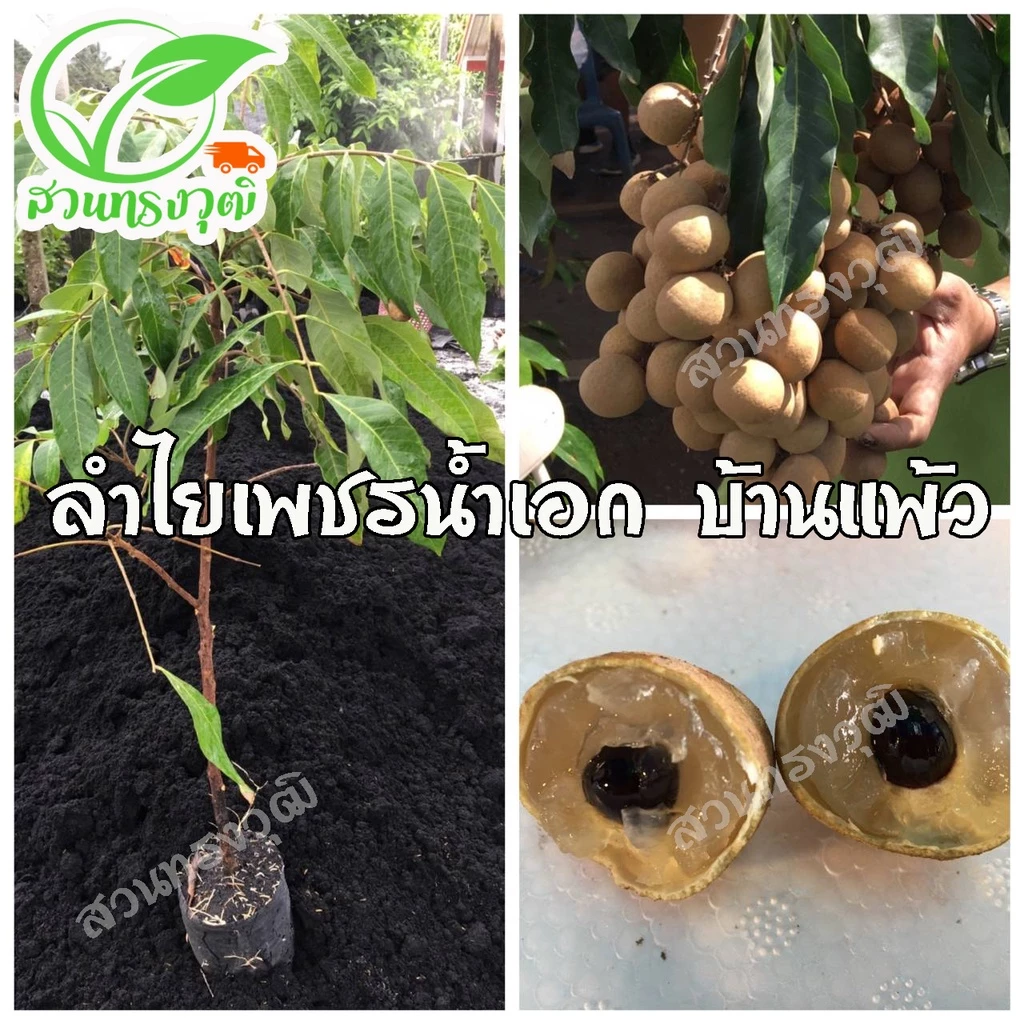 ลำไยเพชรน้ำเอก บ้านแพ้ว กิ่งตอนชำลงถุง แท้💯%