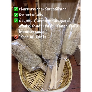 พร้อมส่ง❗️ ใยบวบธรรมชาติ  พร้อมไม้ขัดหลัง รุ่นจัมโบ้