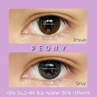 ✨️Peony-Brown•Gray ☆14.2☆รายเดือน⛔มีสายตาสั้น