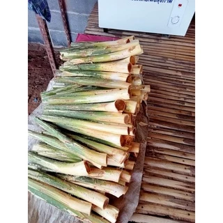 หวายสดภูพาน(แบบหน่อ20หน่อ)