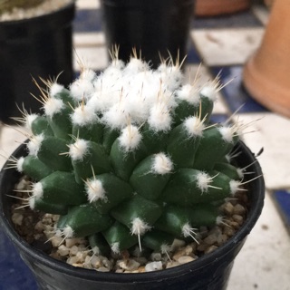 กระบองเพชร แมมมิลาเลีย บูคาเลนซิส อิลูซามุ. Mammillaria Bucalensis Irusamu