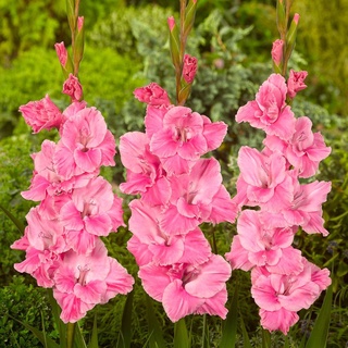 8 หัว/ชุด สีชมพู แกรนดิโอลัส (Gladiolus) หรือดอกซ่อนกลิ่นฝรั่ง เป็นดอกไม้แห่งคำมั่นสัญญา ความรักความผูกพันดอกแห่งรักแท้