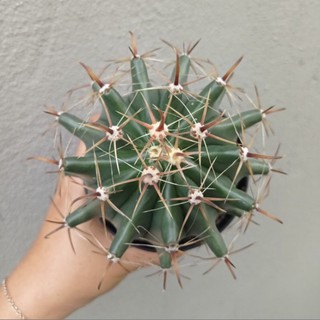 🔥🌵เฟอโร เล็บเหยี่ยว‼️🌵CACTUS กระบองเพชร #ไม้เมล็ด #Ferocactus Peninsulae🌿❤️💕