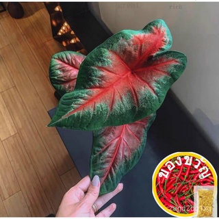 เมล็ดพันธุ์ บอนสี  เมล็ด Mixed Caladium Seeds Rare Flower Seeds บอนสี ปลูกง่าย ทนโรค โตไว เมล็ดพันธุ์ดอกไม้ซื้อ 1 แถม 1，