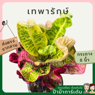 โกสน เทพารักษ์ส่งพร้อมกระถาง 8 นิ้ว