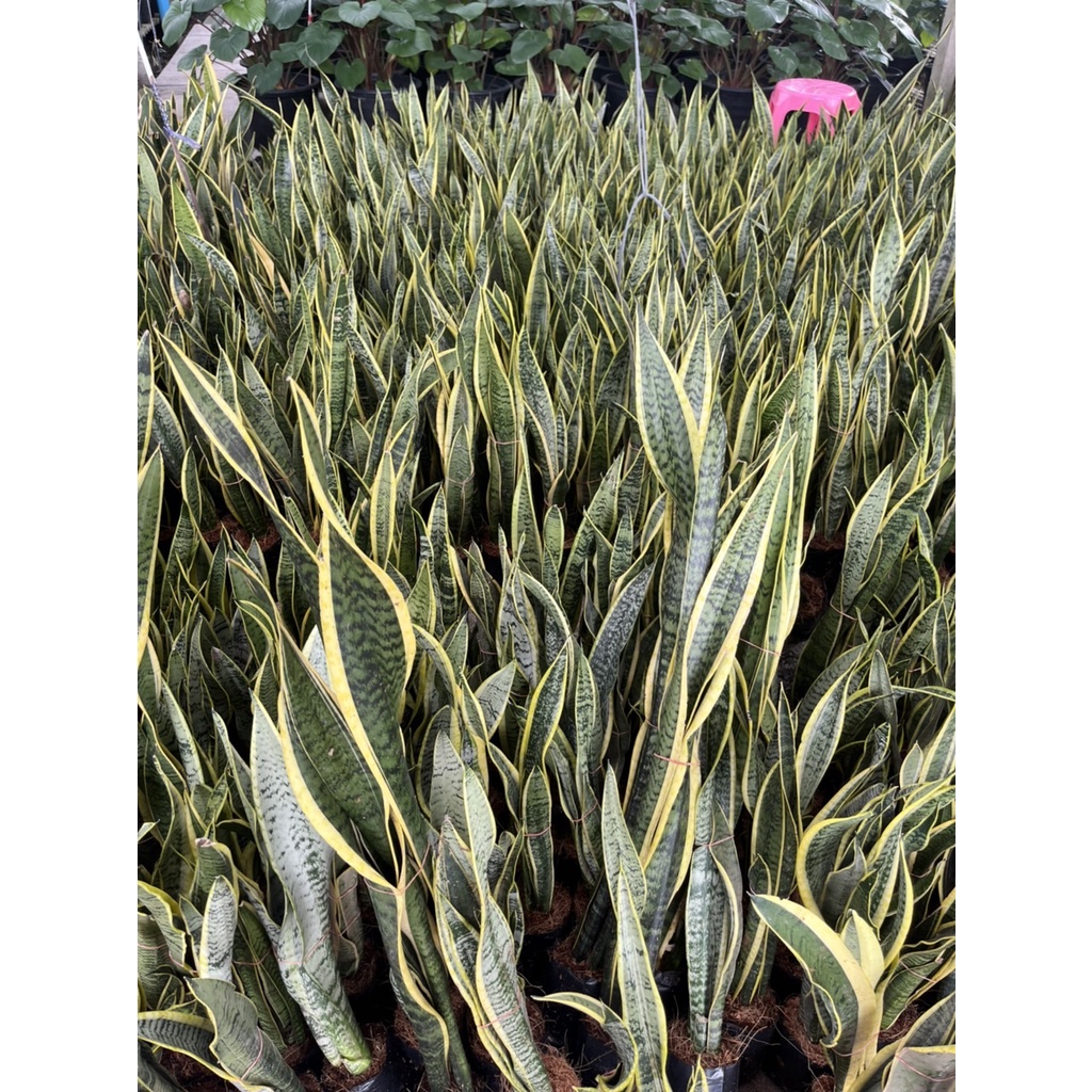 มุมมอง 2