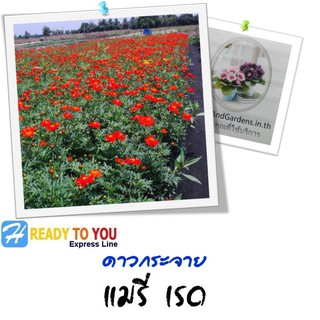 ดาวกระจาย (Cosmos) คอสมอส แมรี่ เรด  50 เมล็ด (จาก Homeandgardends.)