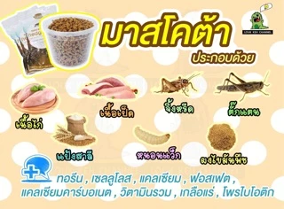อาหารเม่นแคระ Mascota ของแท้ ของจะหมดแล้ว OH MY GOD😓