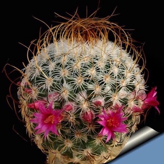 แมมฮุย Mammillaria huitzilopochtli กระถาง 2 นิ้ว ขนาด 3 เซน