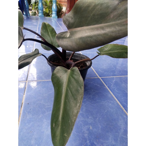 ต้นกุมารดำเรียกทรัพย์ Philodendron Black Cardinal(ไซด์ใหญ่)